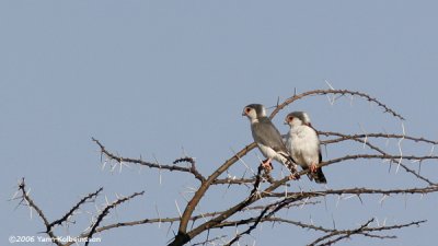Pygmy Falcon, pair