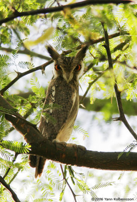 Northern White-faced Owl, one of three roosting birds