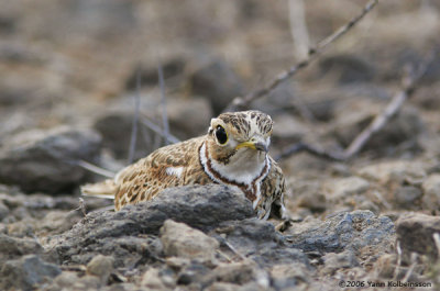 Three-banded Courser (Rhinoptilus cinctus)