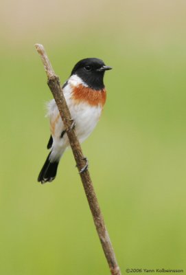 African Stonechat, male