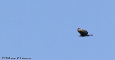 Crowned Hawk-Eagle (Stephanoaetus coronatus)