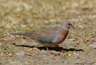 Laughing Dove, adult