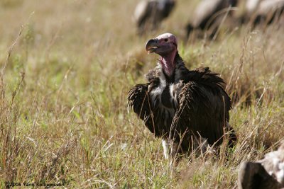 Lappet-faced Vulture, adult