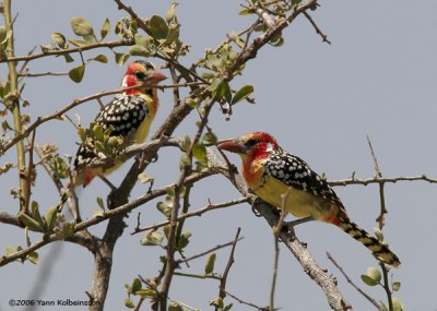 Red-and-yellow Barbet, pair (male left)