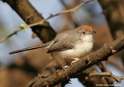 Red-fronted Warbler, adult