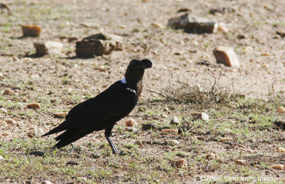 White-necked Raven (Corvus albicollis)