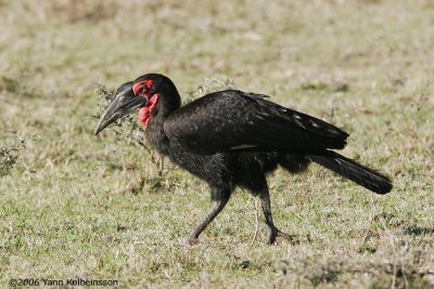 Southern Ground-Hornbill, male