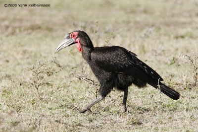 Southern Ground-Hornbill, male