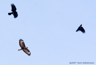 Common Buzzard, with Carrion Crows