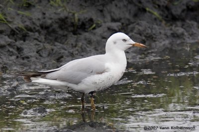 Slender-billed Gull, first-winter