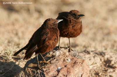 Northern Anteater-Chat, pair