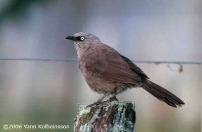 Black-lored Babbler (Turdoides sharpei)