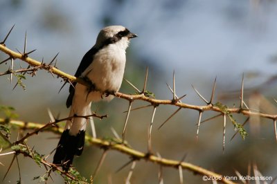 Grey-backed Fiscal, adult