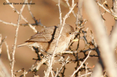 Brown-tailed (Rock) Chat
