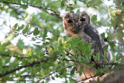 Greyish Eagle-Owl, young