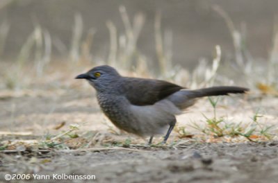 Brown Babbler (Turdoides plebejus)