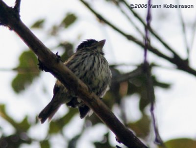 African Broadbill (Smithornis capensis)