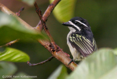 Yellow-rumped Tinkerbird (Pogoniulus bilineatus)