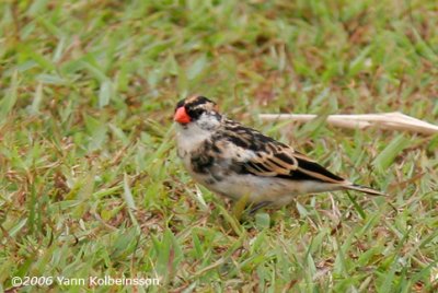 Pin-tailed Whydah, non-br male
