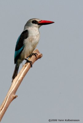 Woodland Kingfisher, adult