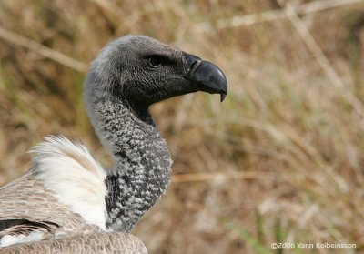 White-backed Vulture, adult