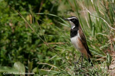 Capped Wheatear, adult