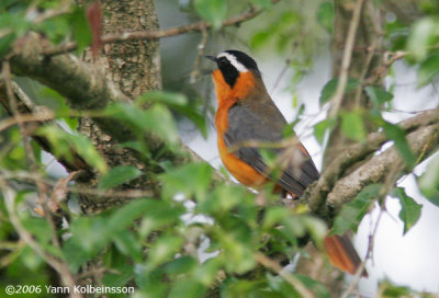 White-browed Robin-Chat, singing male