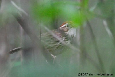 Puff-throated Babbler, adult