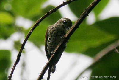 Speckled Piculet (Picumnus innominatus)