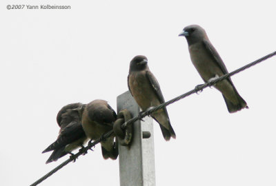 Artamidae (woodswallows)