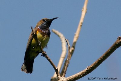Olive-backed Sunbird (Cinnyris jugularis)