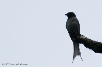 Ashy Drongo, adult (ssp. mouhoti)