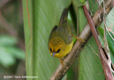 Golden Babbler