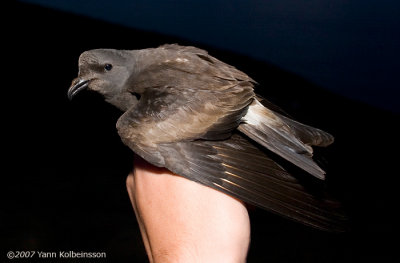 Leach's Storm-petrel, adult