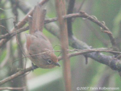 Spectacled Barwing (Actinodura ramsayi)