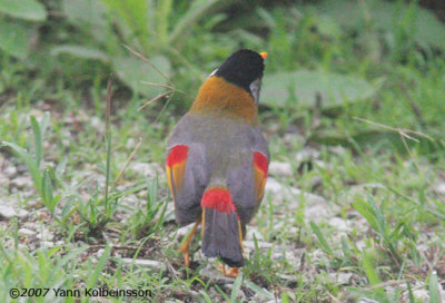 Silver-eared Mesia