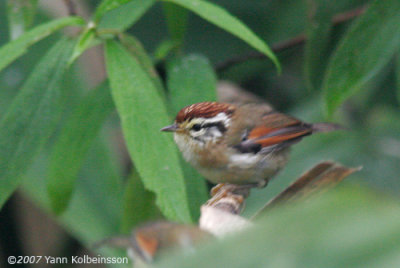 Rufous-winged Fulvetta