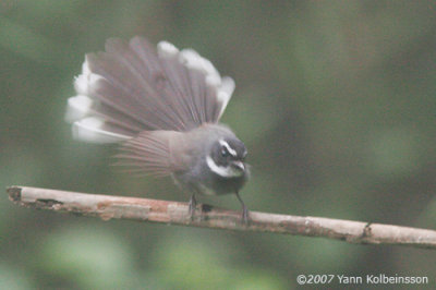 White-throated Fantail, adult