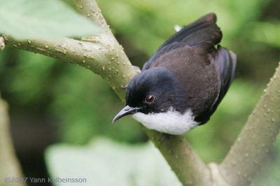 Black-backed Sibia (Heterophasia melanoleuca)