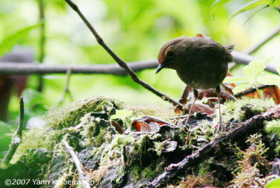 White-browed Shortwing, female