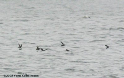 European Storm-petrels