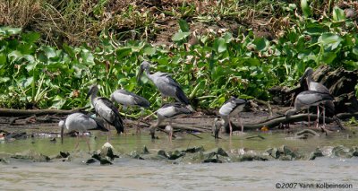 Asian Openbills