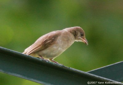 Streak-eared Bulbul