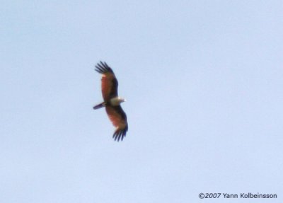 Brahminy Kite (Haliastur indus)