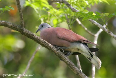 Red Collared Dove, male ssp. humilis