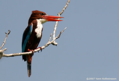 White-throated Kingfisher, adult