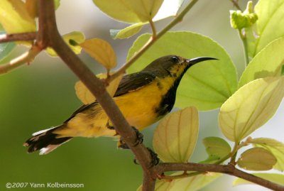 Olive-backed Sunbird, eclipse male