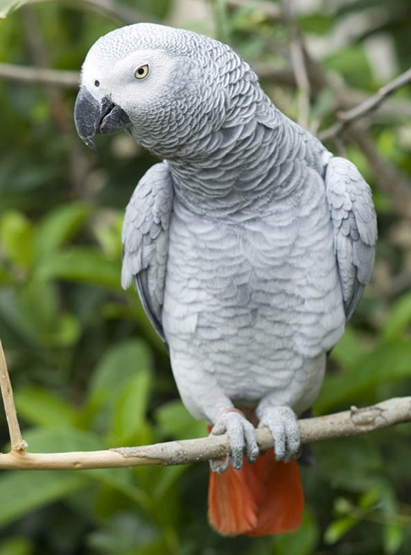 african gray.jpg