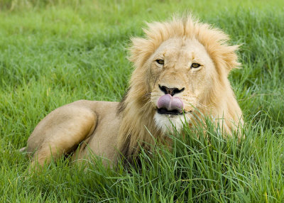 lion.jpg