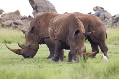 rhino 1.jpg